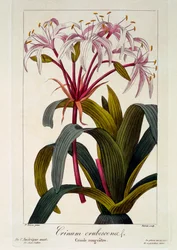 Crinum erubescens, 1836